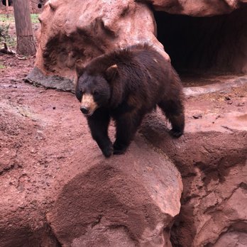 Bearizona - Zoos Near Me - Williams, Arizona Bearizona - Zoos Near Me - Williams, Arizona