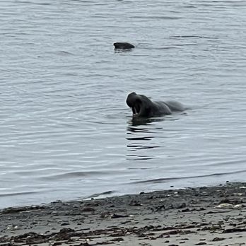 Año Nuevo State Park - In the water - Beaches Near Me - Pescadero, California
