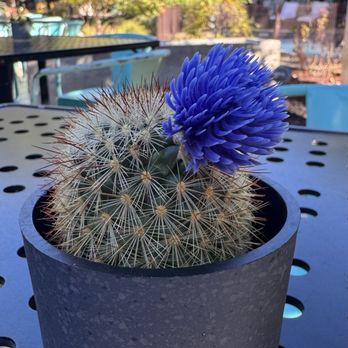 The Water Trough - Comfort Food Near Me - Austin, Texas
