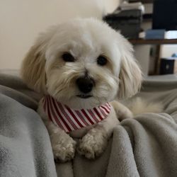 Dog Barber 2