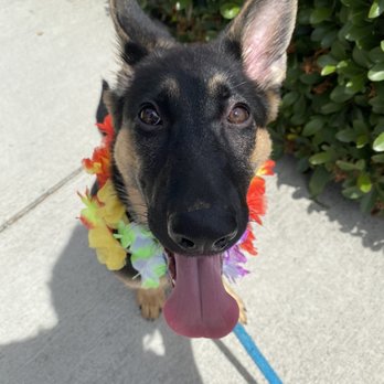 Ufuria - Media package image; we loved that they made it seem like she was on vacation too! - Pet Training Near Me - Rancho Cucamonga, California