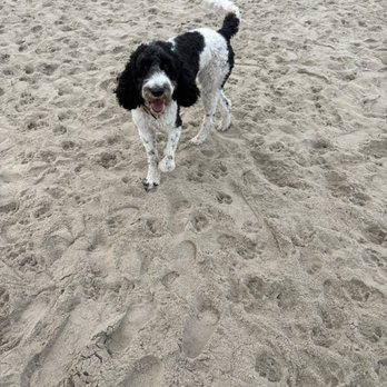 Ocean Beach Dog Beach - Kai enjoying Ocean dog beach - Beaches Near Me - San Diego, California