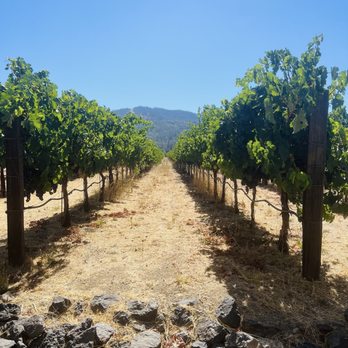 HALL Wines - Vineyard - Wineries Near Me - Saint Helena, California HALL Wines - Vineyard - Wineries Near Me - Saint Helena, California