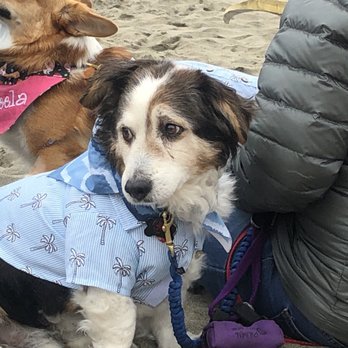 Corgi Con - Cute dogs - Festivals Near Me - San Francisco, California Corgi Con - Cute dogs - Festivals Near Me - San Francisco, California