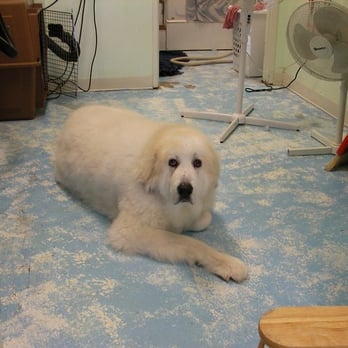 Doggie Dos - Pet Groomers Near Me - La Mesa, California Doggie Dos - Pet Groomers Near Me - La Mesa, California