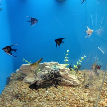 PetSmart Grooming - Angel Fish - Pet Stores Near Me - Ventura, California PetSmart Grooming - Angel Fish - Pet Stores Near Me - Ventura, California