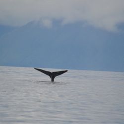 Hoonah Whale Tours