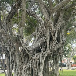 Sunset Ridge Park - So many interesting trees in this park.
