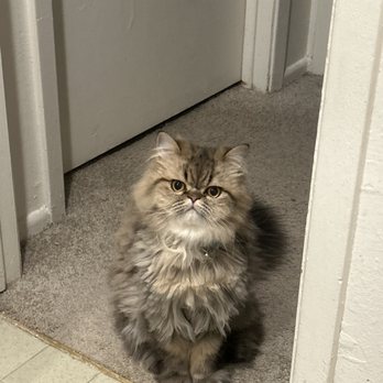 Carolyn's Mobile Cat Grooming - Before his haircut - Pet Groomers Near Me