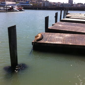 PIER 39 - Such a hard life. - Shopping Centers Near Me - San Francisco, California PIER 39 - Such a hard life. - Shopping Centers Near Me - San Francisco, California