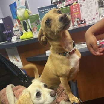 SoCal Pet Hospital - Veterinarians Near Me - Murrieta, California SoCal Pet Hospital - Veterinarians Near Me - Murrieta, California