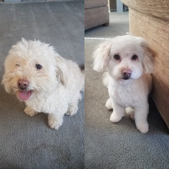 Oh My Dog! Grooming - Before and after - Pet Groomers Near Me - Murrieta, California Oh My Dog! Grooming - Before and after - Pet Groomers Near Me - Murrieta, California