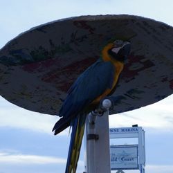 Nice parrot.