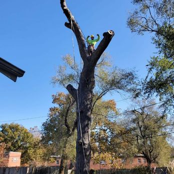 Ole Dad's Outdoor Solutions - Big removal with lots of obstacles got it down safely - Tree Services Near Me Ole Dad's Outdoor Solutions - Big removal with lots of obstacles got it down safely - Tree Services Near Me