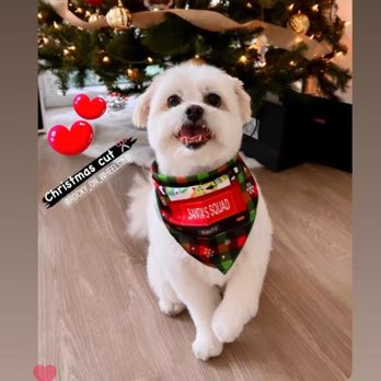 Rocky On Wheels - Pet Groomers Near Me Rocky On Wheels - Pet Groomers Near Me