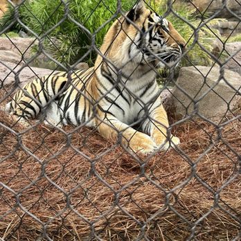 Mike the Tiger Habitat - Local Flavor Near Me - Baton Rouge, Louisiana Mike the Tiger Habitat - Local Flavor Near Me - Baton Rouge, Louisiana