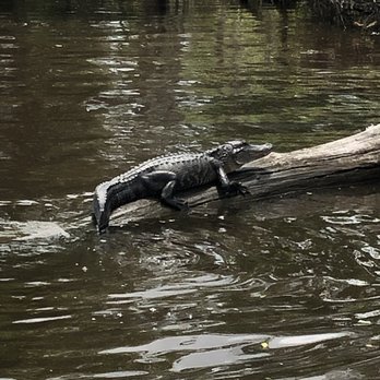 Ultimate Swamp Adventures - Alligator sunning on a log - Tours Near Me - Westwego, Louisiana Ultimate Swamp Adventures - Alligator sunning on a log - Tours Near Me - Westwego, Louisiana