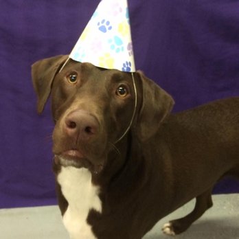 K-9 Playtime - Pet Sitting Near Me - Mundelein, Illinois