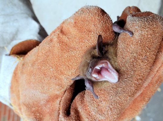 Pro Masters Wildlife Removal