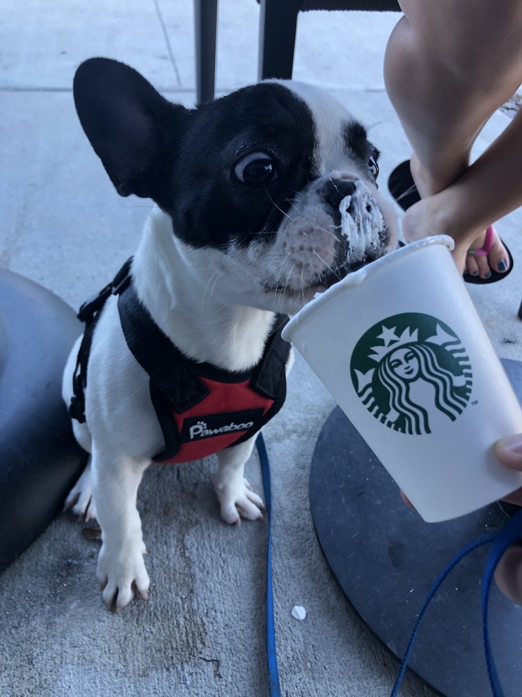 It’s walk time - pet boarding facility in Orlando, FL