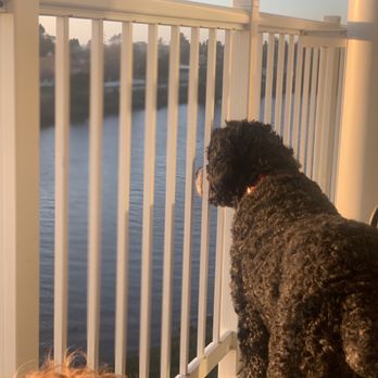 Rivertide Suites Hotel - My dog enjoyed watching the ducks on the river from the balcony - Hotels Near Me - Seaside, Oregon