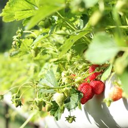 Organic Produce Direct