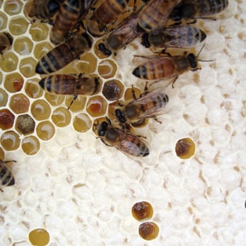 Mellifera Bees - a group of honeybees - Specialty Food Near Me - Vancouver, British Columbia Mellifera Bees - a group of honeybees - Specialty Food Near Me - Vancouver, British Columbia