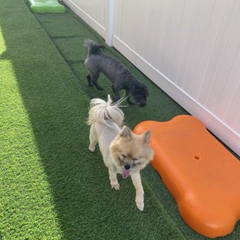 Bratpak Dog Kamp - Pet Training Near Me - Henderson, Nevada