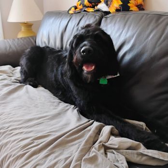 Tails by Taya - Time for a rest! - Pet Groomers Near Me - Johnston, Rhode Island Tails by Taya - Time for a rest! - Pet Groomers Near Me - Johnston, Rhode Island