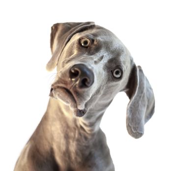 Barlas Feeds - Pet Stores Near Me - Petaluma, California Barlas Feeds - Pet Stores Near Me - Petaluma, California