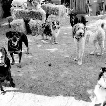 KYPSAH Pet Services - Group shot - Pet Boarding Near Me KYPSAH Pet Services - Group shot - Pet Boarding Near Me