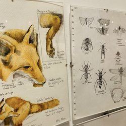 Dorr Museum of Natural History - Loved the student observatory sketching