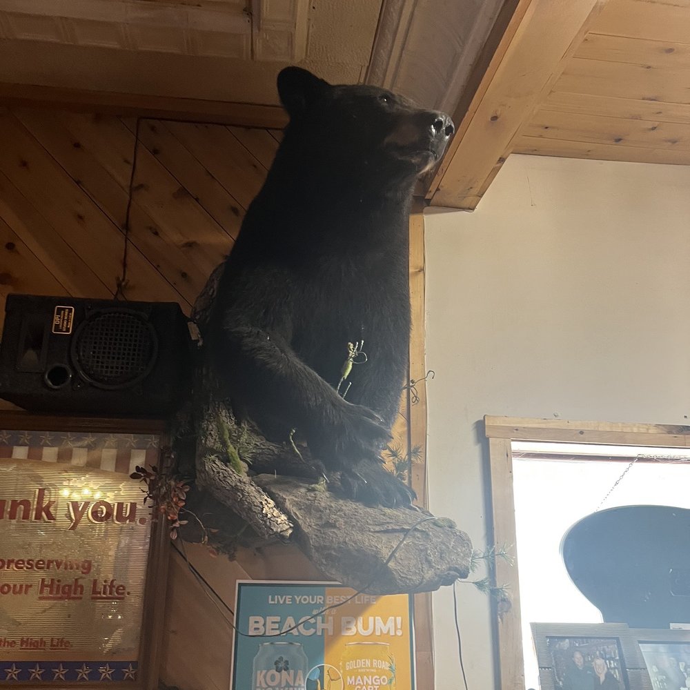 Jackson's Hole - Black bear - Nightlife Near Me - McGregor, Minnesota