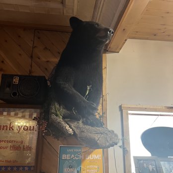 Jackson's Hole - Black bear - Nightlife Near Me - McGregor, Minnesota