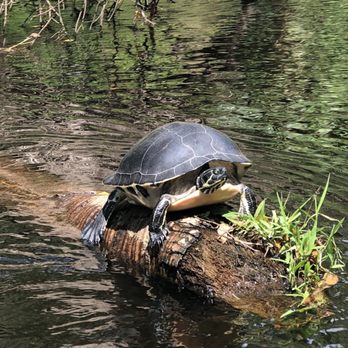 Canoe Outpost-Little Manatee River - Huge turtles - Boating Near Me - Wimauma, Florida Canoe Outpost-Little Manatee River - Huge turtles - Boating Near Me - Wimauma, Florida