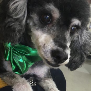 Dog Lovers - Pet Training Near Me - Los Angeles, California