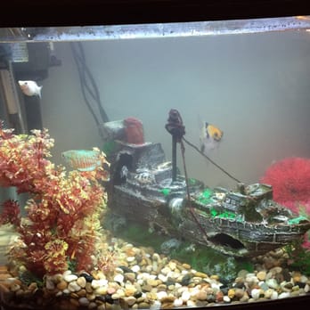 DD Fish-Pets - The fresh water tank I was helped to set up - Local Fish Stores Near Me - Santa Ana, California DD Fish-Pets - The fresh water tank I was helped to set up - Local Fish Stores Near Me - Santa Ana, California