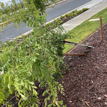 Beyond Tree Care - Before- windy weekend snapped the stakes in half! - Tree Services Near Me - Lathrop, California