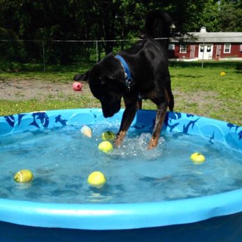 Plateau Kennels - Bear - Pet Sitting Near Me - Frenchtown, New Jersey Plateau Kennels - Bear - Pet Sitting Near Me - Frenchtown, New Jersey