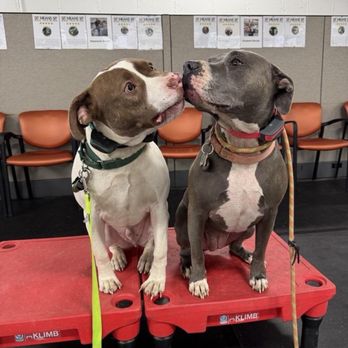 1. Sit Means Sit Dog Training - Towson