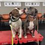 Photo of Sit Means Sit Dog Training - Towson