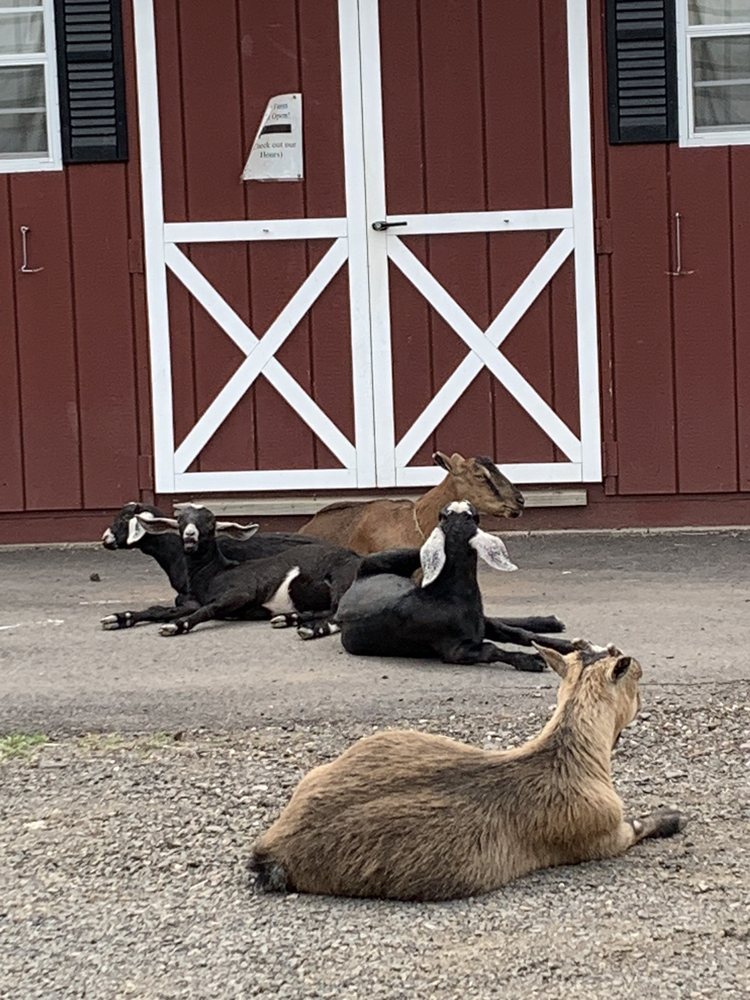 HAYES FARM 1868 Updated August 2024 43 Photos 269 Hayes Rd, Rocky