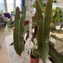 Gabriella Plants Shop - Look how Large & Healthy! This is a 4" pot.