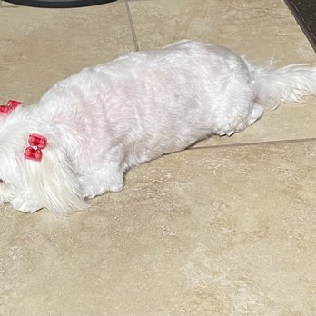 Lucky's Dog Grooming - Pet Groomers Near Me - Burbank, California Lucky's Dog Grooming - Pet Groomers Near Me - Burbank, California
