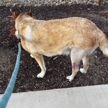 Standiford Veterinary Center - Jeter after 3 weeks he's on a short walk. His leg looks so much better! Thanks to the amazing Doctors!! - Veterinarians Near Me - Modesto, California Standiford Veterinary Center - Jeter after 3 weeks he's on a short walk. His leg looks so much better! Thanks to the amazing Doctors!! - Veterinarians Near Me - Modesto, California