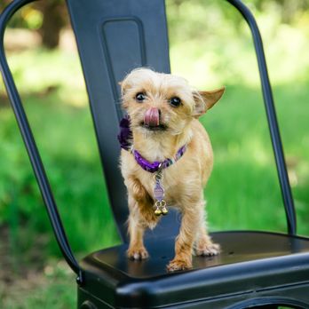 B & B Print Source - Come by and say hello to our trusty watch dog Millie! - Printing Services Near Me - Portland, Oregon B & B Print Source - Come by and say hello to our trusty watch dog Millie! - Printing Services Near Me - Portland, Oregon