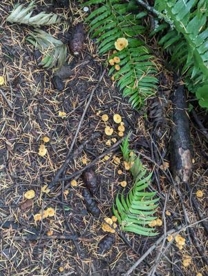 Powell Butte Nature Park by null