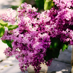 Hewitt's Garden Centers