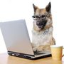Pawsitive Dog