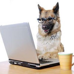 Pawsitive Dog - Good Manners training in your home or group